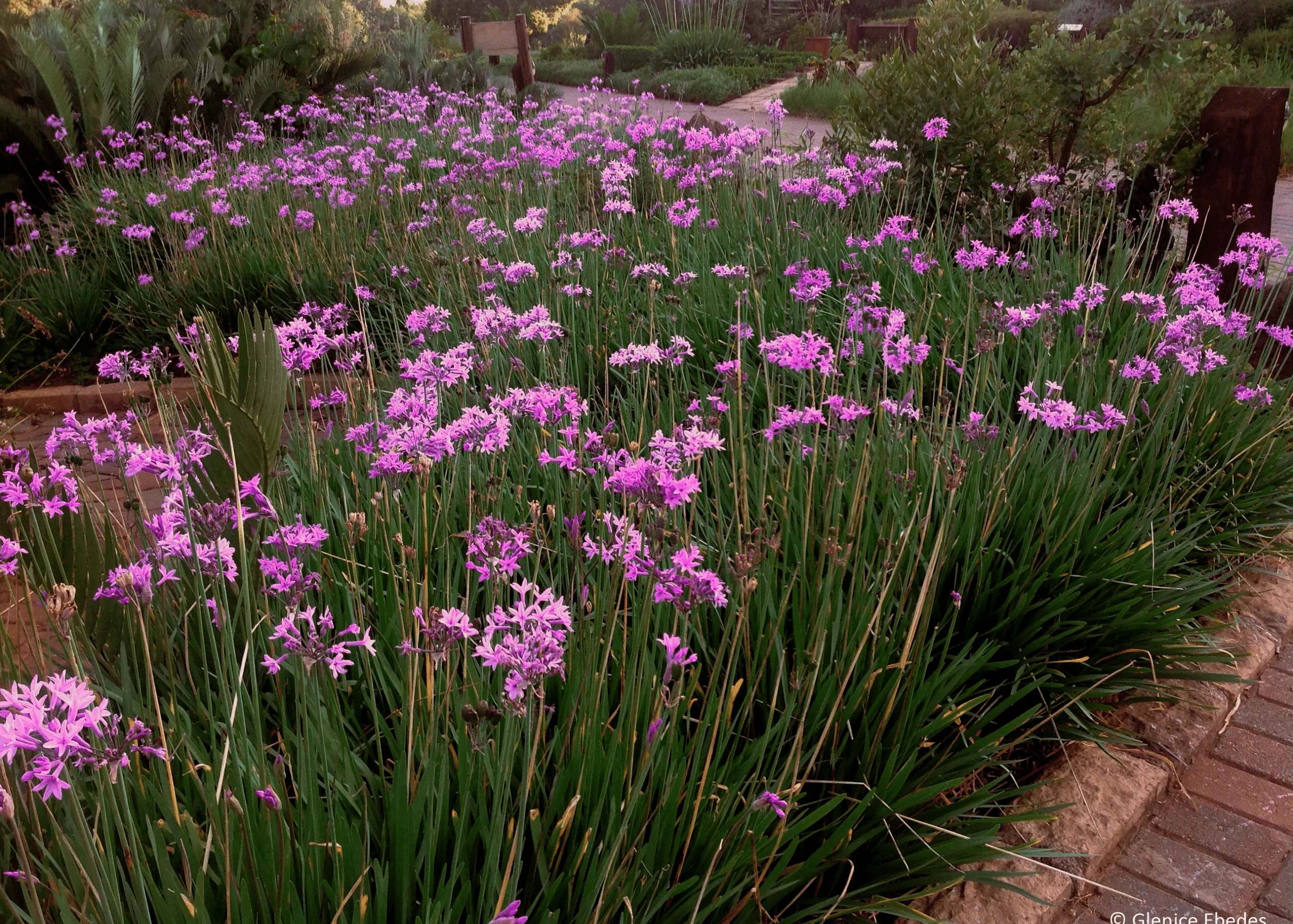 Society garlic plant with purple flowers lining a Florida landscape border